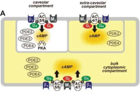 Figure 8 :  Représentation schématique des microdomaines intracellulaires d’AMPc.  Reproduit  d’après Iancu et al