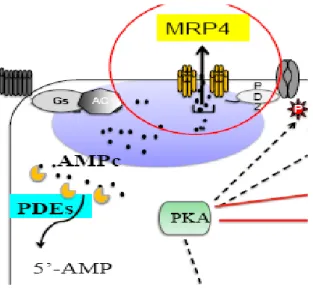 Figure  10  :  Représentation  schématique  du  rôle  de  MRP4  dans  la  signalisation  β- β-adrénergique