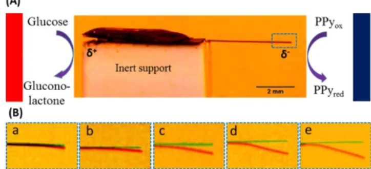 Figure 3: Calibration curves for (A) bipolar electromechanical  readout at t=1min and (B) conventional electrochemical  meas-urement at +0.35 vs Ag/AgCl using a CTC-GOx/gel modified  PPy  strip  as  a  biosensor