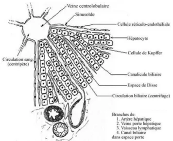 Figure  2 :  Portion  d’un  lobule  hépatique.  Le  lobule  hépatique  se  présente  comme  une  structure  hexagonale,  centrée par une veine centrolobulaire et limitée en périphérie par une ligne imaginaire joignant plusieurs espaces  portes  voisins