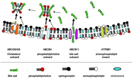 Figure 17 : Rôle d’ABCB4 dans la formation de la bile et mécanisme hypothétique de l’excrétion lipidique