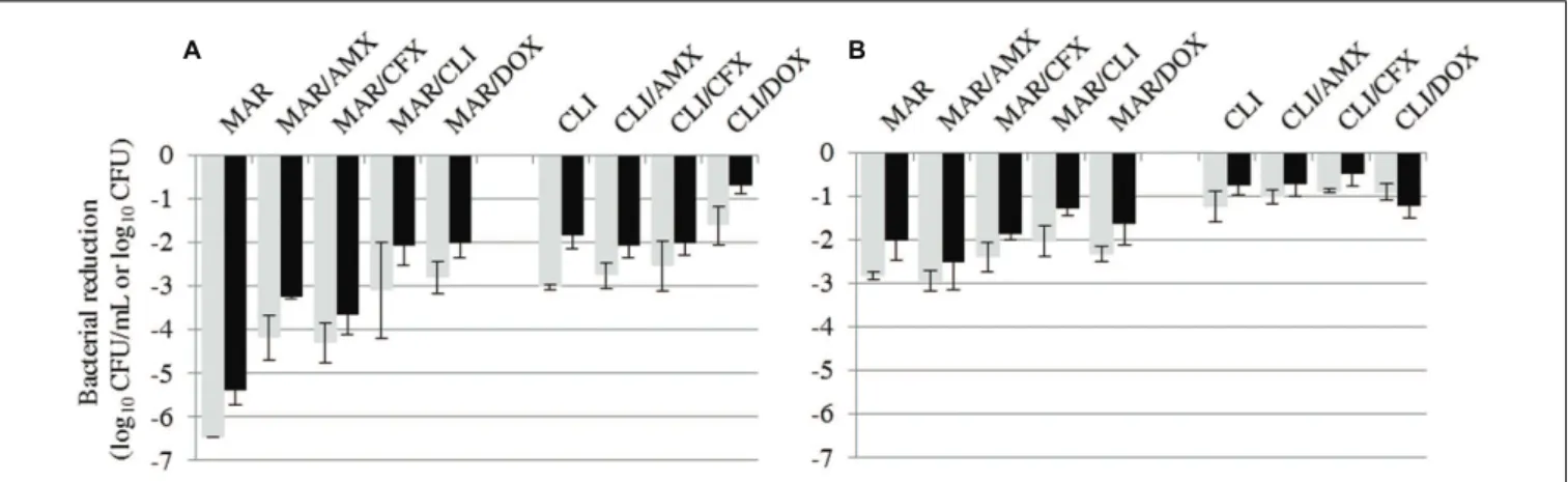 FIGURE 3 | Bacterial reductions (mean ± SD) of S. aureus (A) or S. pseudintermedius (B) suspension (gray bars, in log 10 CFU/mL) and biofilm (black bars, in log 10 CFU) after 15-h exposure to marbofloxacin (MAR) and clindamycin (CLI) alone or in combinatio