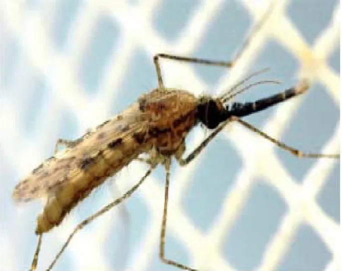 Figure 2  :    Anopheles gambiae (copyright: « IRD, Dukhan) [19].  