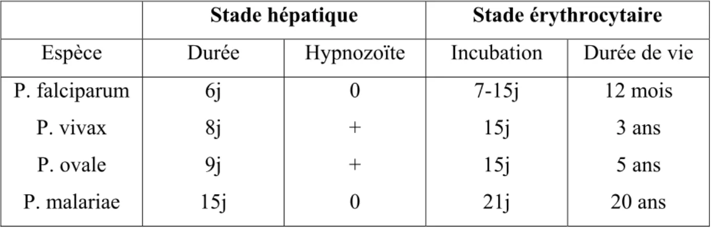 Tableau I  :  cycle du plasmodium [18] 