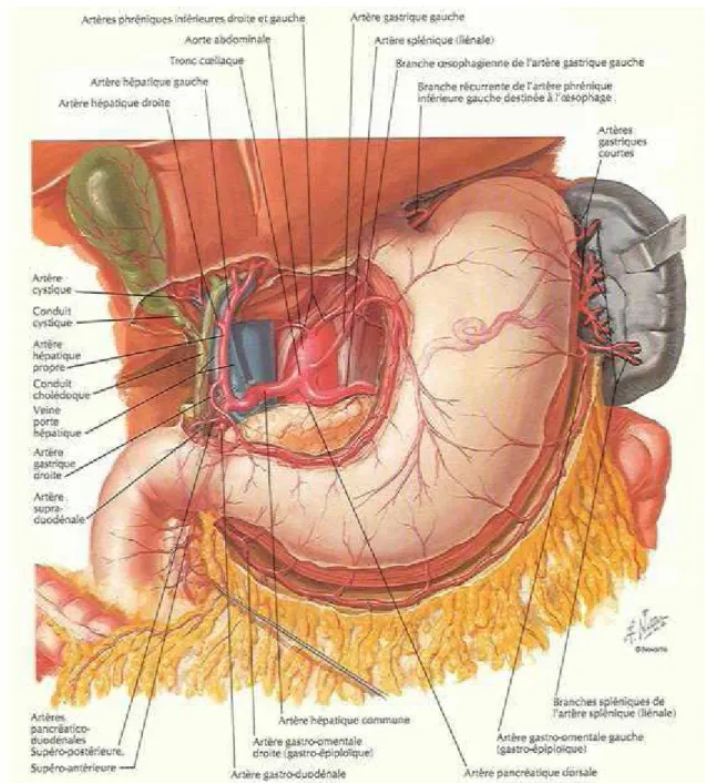 Figure 5:   Vascularisation artérielle de l’estomac [ 11] 