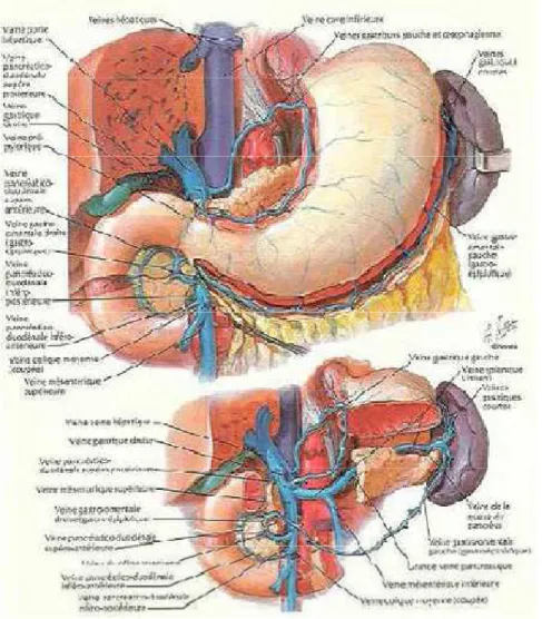 Figure 6: Vascularisation veineuse de l’estomac [11] 
