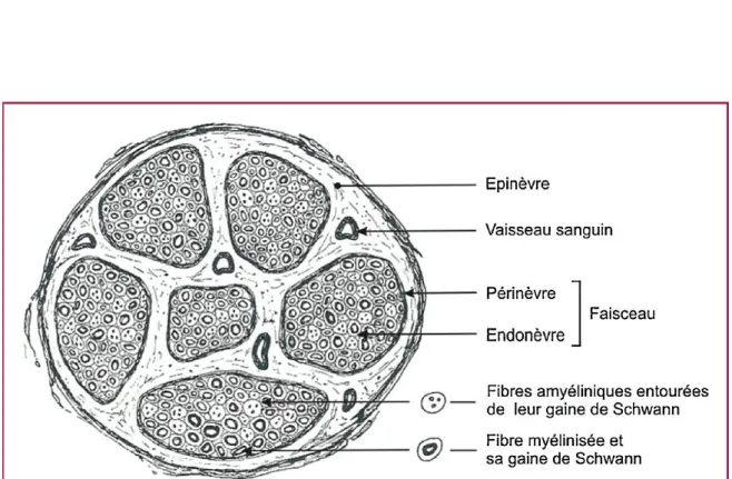 Fig. 10 : Anatomie du nerf périphérique 