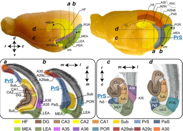 Figure 1: Representations of the hippocampal formation (HF), the parahippocampal region (PHR) and retrosplenial cortex (RSC) in rat brain