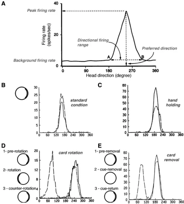 Figure 3: Basic features of presubicular head direction cells. A. Tuning curve features of head direction cells (adapted from Taube, 1995): background firing rate is close to zero but increases within the directional firing range to reach the peak firing r