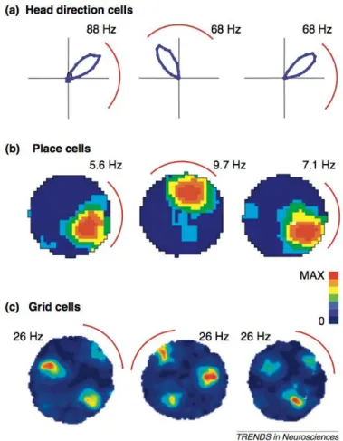 Figure 7: Landmark control of spatial signals. From Yoder and Taube (2011). Each panel displays the response of a different spatial cell type in rats to a 90 ◦ rotation of the salient visual landmark cue – a white sheet of cardboard attached along the insi