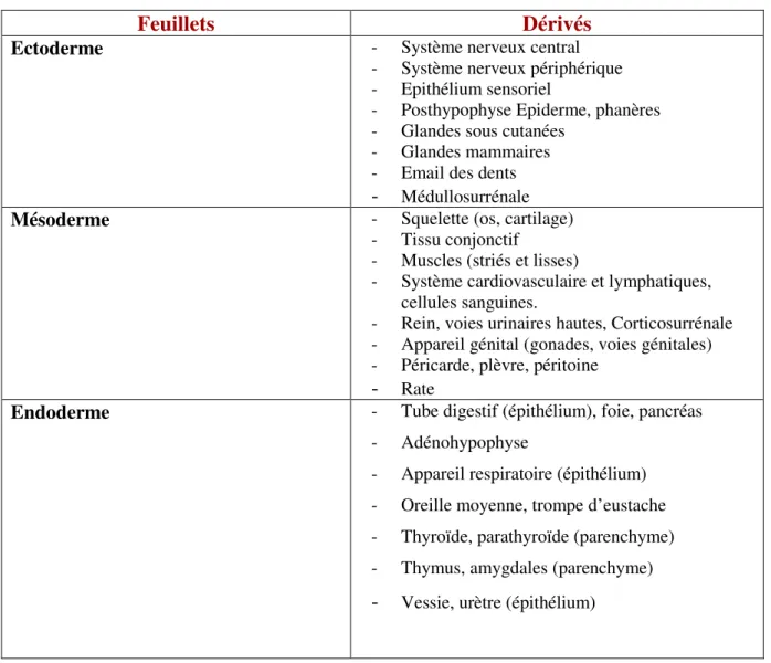 Tableau I : Les principaux dérivés des feuillets embryonnaires 