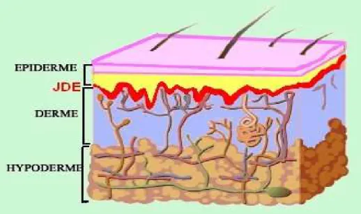 Figure 1: Schéma montrant les différentes couches de la peau  Les fonctions de la peau sont multiples et indispensables à la vie[16] :  