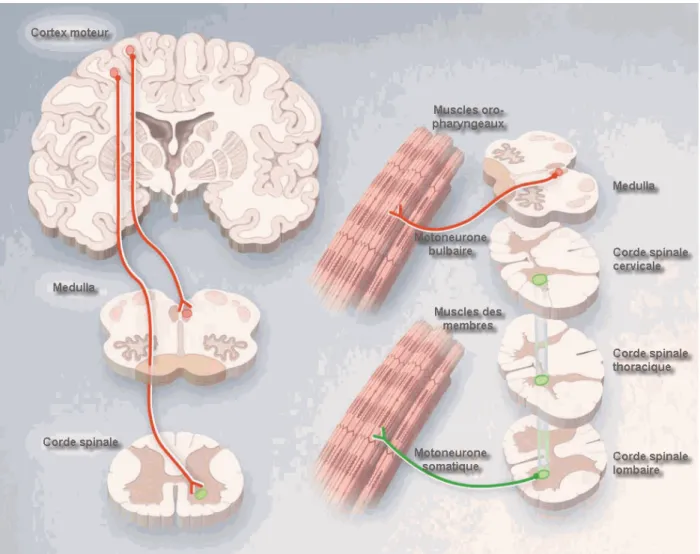 Figure  3  |  Les  motoneurones  affectés  sélectivement  dans  la  sclérose  latérale  amyotrophique :  La  dégénérescence  des  motoneurones  dans  le  cortex  moteur  conduit  à  l’apparition  des  signes  des  anomalies  du  motoneurone  supérieur:  ré