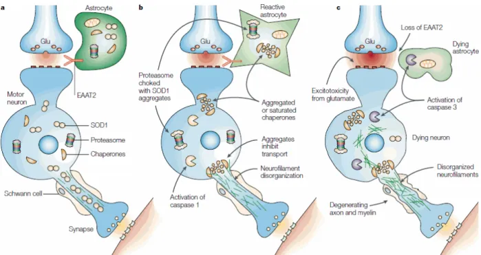 Figure  9  |  L’effet  toxique  des  mutations  SOD1  sur  les  motoneurones  est  définie  par  la  convergence de plusieurs facteurs de risque : a | au départ le motoneurone inférieur reçoit le  signal via la libération du glutamate (Glu) dans la fente s