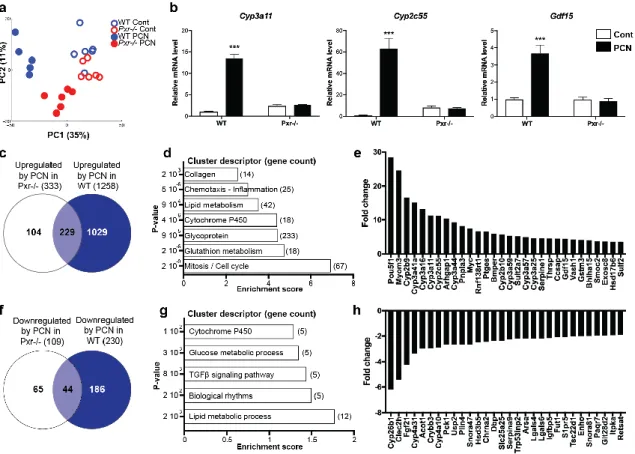 Figure  1.  Effect  of  pregnenolone  16α-carbonitrile  (PCN)  treatment  on  liver  parameters  (a)  and  plasma biochemistry (b)