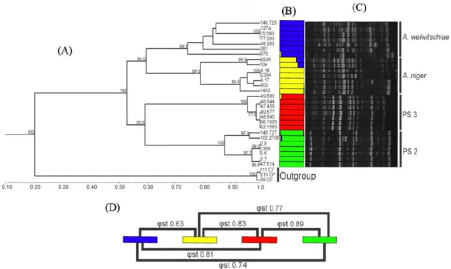 Figure 3. Cluster analysis based on Random Amplified Polymorphic DNA (RAPD) markers. PS2 =  Phylogenetic species 2, PS3 = Aspergillus vinaceus sp