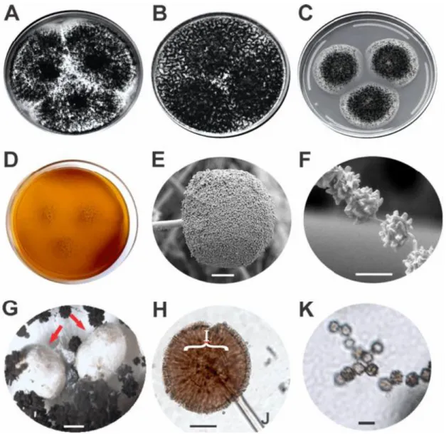 Figure 4. Aspergillus vinaceus sp. nov. MB 833399 (= ITAL 47.456, = IBT 35556): (A) Colonies on CYA  (Czapek Yeast Autolysate agar), (B) colonies on YESA (Yeast Extract Sucrose Agar), (C) colonies on  MEA (Malt Extract Agar), (D) colonies on CREA (Creatine