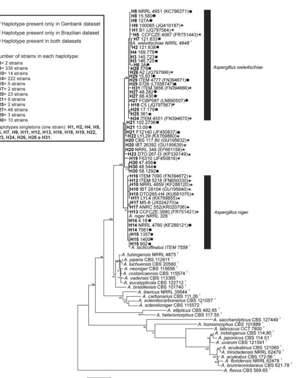 Figure 1. Maximum Likelihood tree of Aspergillus section Nigri species and CaM haplotypes of A