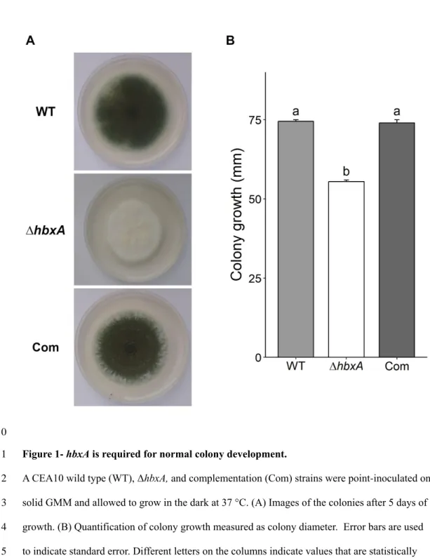 Figure 1- hbxA is required for normal colony development.  