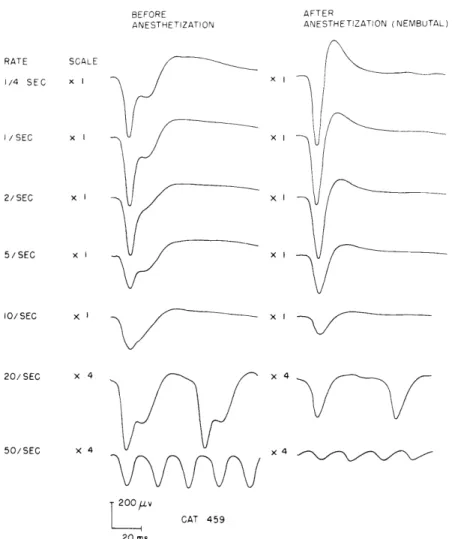 Fig.  XV-6. Averages  of  cortical  responses  to  repeated  clicks  presented  monaurally.
