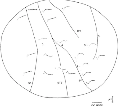 Fig.  XVIII-9.  Mean  responses  recorded  from  exposed  pia.  900  clicks  20  db above  threshold  were  presented  at  a  rate  of  5  per  second.