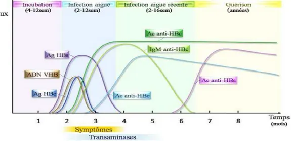 Figure 4:Evolution des marqueurs sérologiques au cours de l’infection au VHB. 