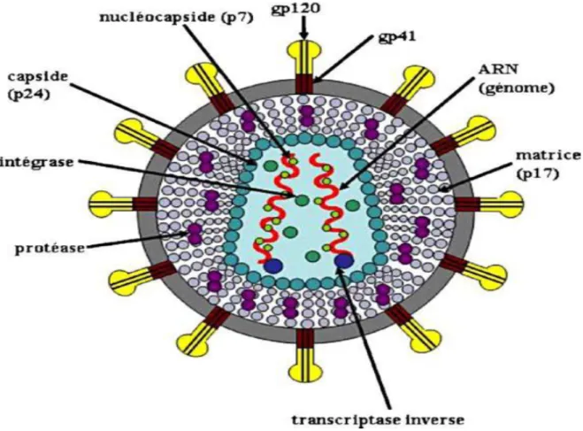Figure 8:Structure du VIH-1 d'après Pr J.-M.Huraux 