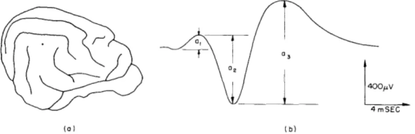 Figure  XI-  la  indicates  the  location  of  our  "active"  electrode  in  the  middle  ecto- ecto-slyvian  gyrus
