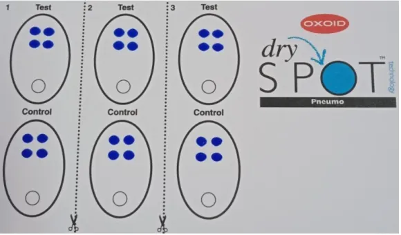 Figure 1: Carte de réaction Dry Spot Pneumo pour identification rapide 
