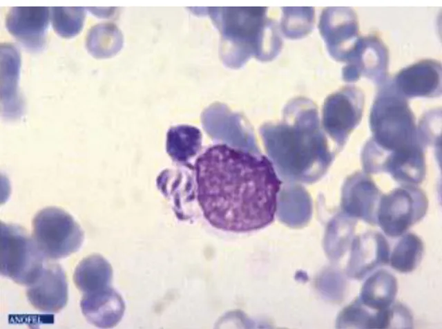 Figure 2 : Toxoplasma gondii, bradyzoïte  [3]