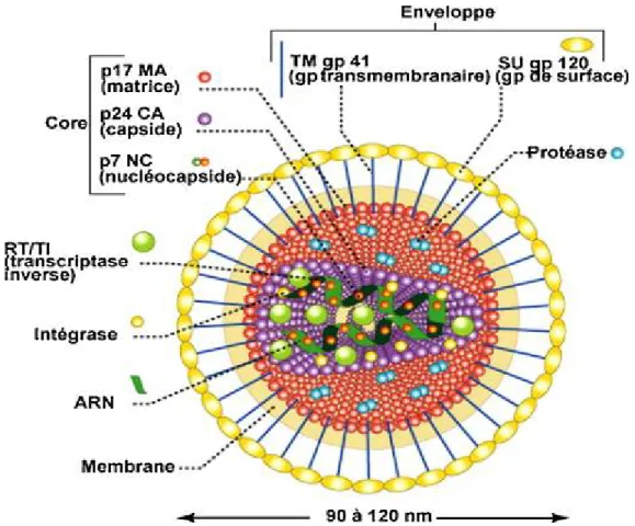Figure 6: Structure du Virus de l’Immunodéficience Humaine [14]. 