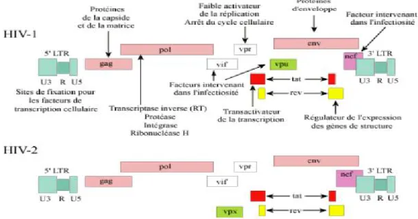Figure 7: Organisation génomique du VIH [25]. 