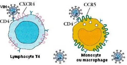 Figure 9: Cellules cibles du VIH [43]. 
