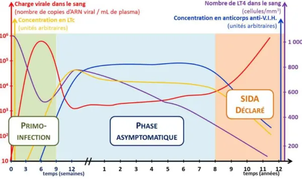 Figure 11:Phases  d’évolution de l’infection par le VIH en Absence de traitement [45]