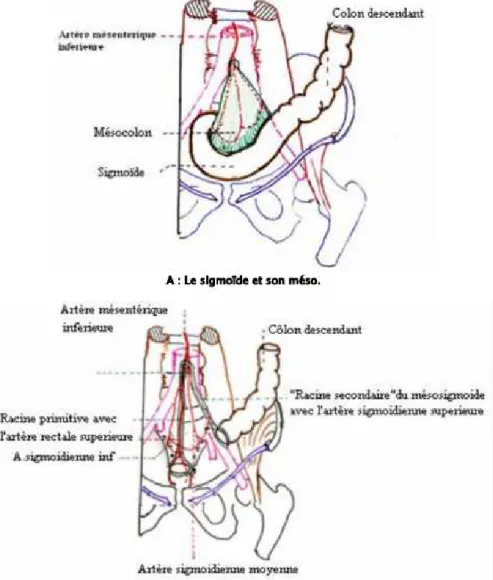 Figure 5 : Anatomie du mésocôlonpelvien [6]. 