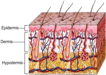 Figure 1: Montrant l’histologie normal de la peau composé de ces trois couches [39] 