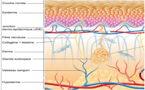 Figure 10: Vascularisation et innervation du derme et hypoderme [96]