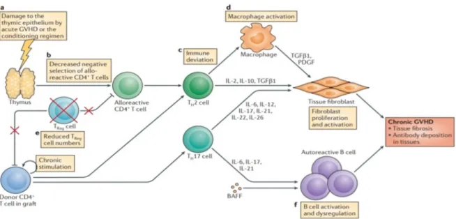 Figure 12: Facteurs cruciaux dans le développement de la GVHD chronique. [5] 