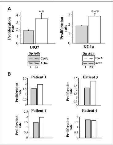 Figure 1. Adhesion to fibronectin increases the proliferation rate of AML cells.