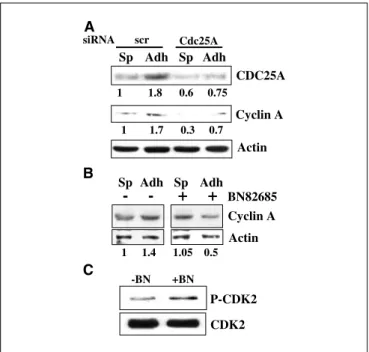Figure 4. CDC25A regulates adhesion-dependent proliferation of AML cells.