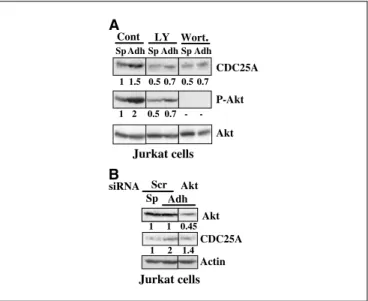 Figure 8. PKB/Akt down-regulation affects CDC25A level in Jurkat cells.