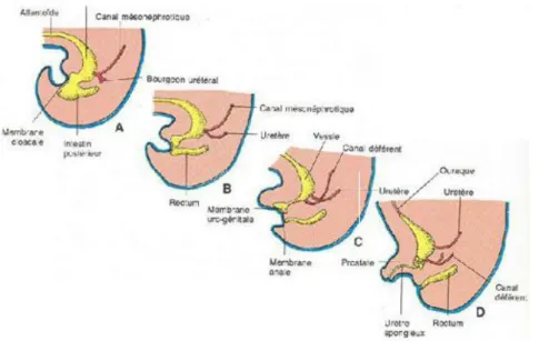 Figure 1 : Dessin d'embryon de la 5ème et la 8ème semaine de la vie   intra-utérine montrant comment le cloaque est divisé par le septum  