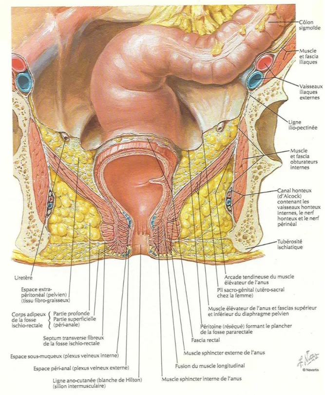 Figure 4 : Configuration externe du rectum 