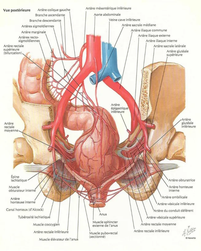 Figure 6 : Vue postérieure montrant la vascularisation artérielle du rectum 