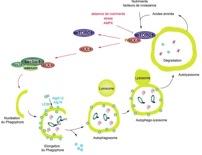Figure  5  :  Déroulement  de  l'autophagie :  Suite  à  l’inhibition  de  mTORC1  (mechanistic  target  of  rapamycin  complex  1)  la  kinase  ULK-1  (unc-51  like  autophagy  activating  kinase  1)  va  induire  l’activation  du  complexe  PI3Kinase  Be