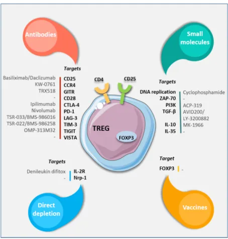 Figure 3. Targeting strategies to eliminate or modulate T-reg functions. Available antibodies, small  molecules, or vaccines specific for different cell surface or intracellular targets (as outlined in the text)