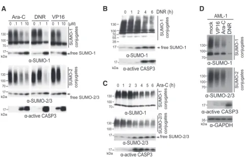 Figure 1. Chemotherapeutic Drugs Induce Desumoylation in AML Cells