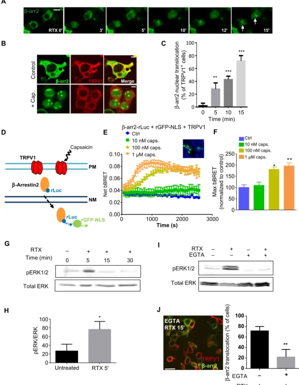 Fig. 1. Activation of TRPV1 mediates translocation of -arrestin2 to the nucleus. (A to C) Spinning disk confocal imaging (A and B) and quantification (C) of   -arrestin2  nuclear translocation in HEK cells transfected with plasmids expressing TRPV1-mCher