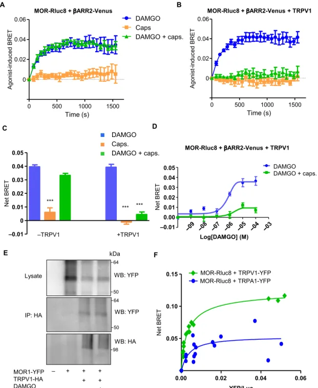 Fig. 2. Activation of TRPV1 prevents the DAMGO-induced interaction between MOR and -arrestin2