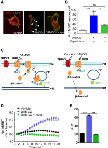 Fig. 3. Activation of TRPV1 prevents MOR internalization. (A and B) Confocal  microscopy of HEK cells expressing MOR-YFP (green) and TRPV1-mCherry (red)  exposed to vehicle, 10 M DAMGO, or 10 M DAMGO and 1 M capsaicin for  30 min